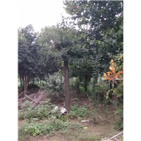 山东皂角苗，枣庄皂角基地 
