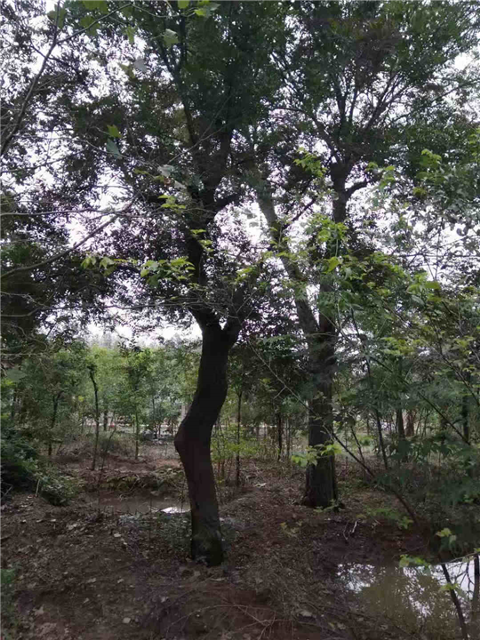 河北皂角刺，供应河北皂角树 