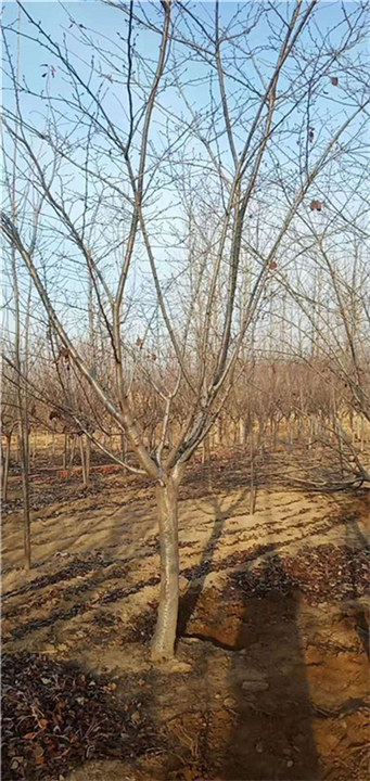 大量供应品种樱花小苗 