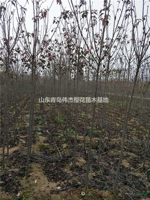安徽樱花苗基地直销 