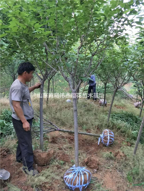 河南樱花苗基地直销 