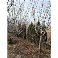 樱花苗批发价格