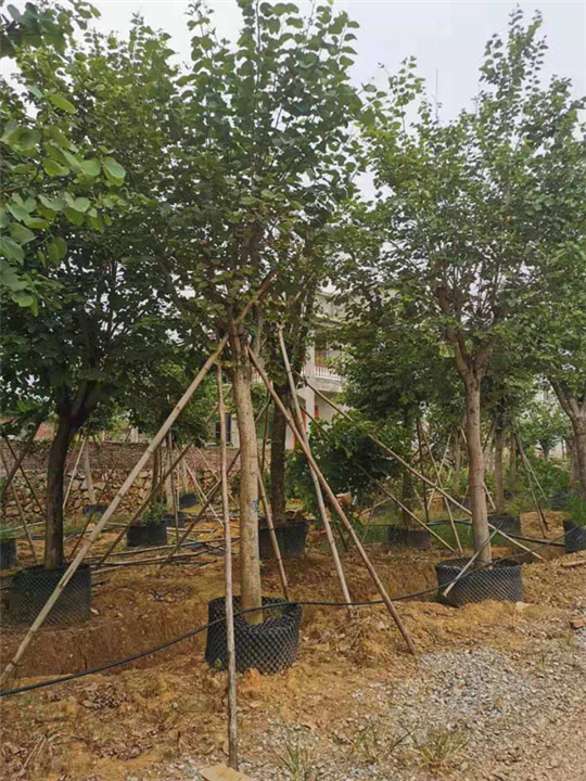 广东宫粉紫荆假植苗 