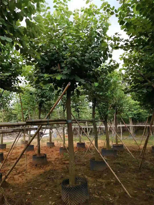 宫粉紫荆假植苗哪里有卖？ 
