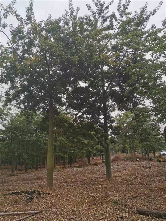 广东大腹木棉基地 