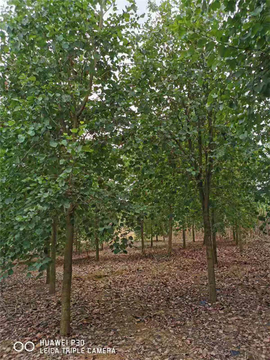 柳州宫粉紫荆哪里有卖？ 