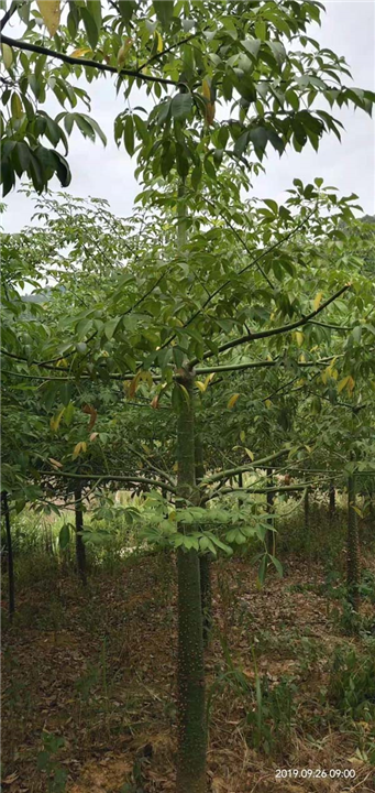 云南美丽异木棉种植基地 
