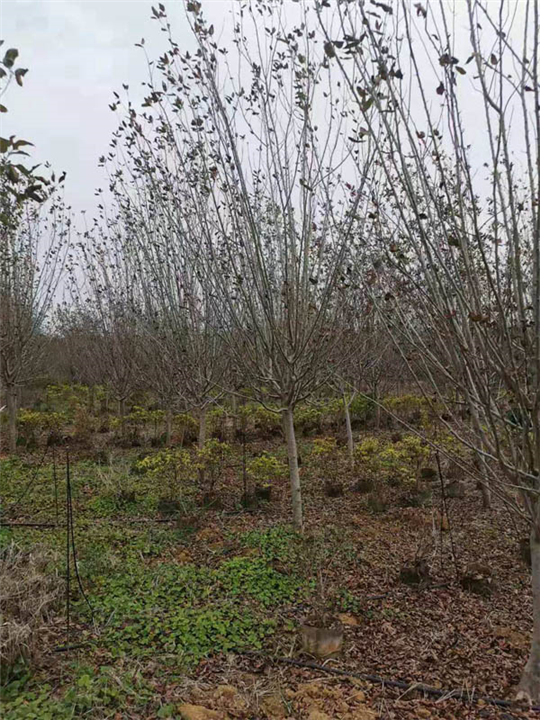 湖南北美绚丽海棠基地 