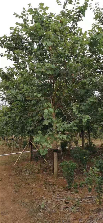10公分宫粉紫荆价格 