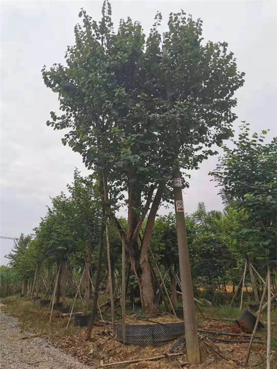 15公分宫粉紫荆假植苗价格 