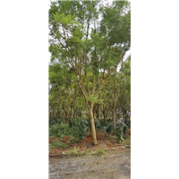 10公分蓝花楹价格 