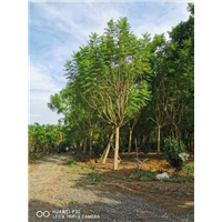 20公分蓝花楹价格 
