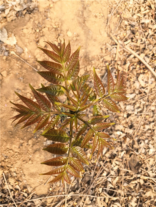 湖南香椿苗批发