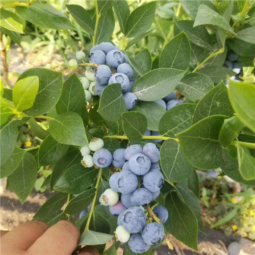 陕西蓝莓苗种植