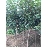 河南柿子苗供应