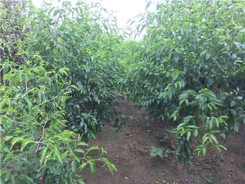 广东枣树苗种植园