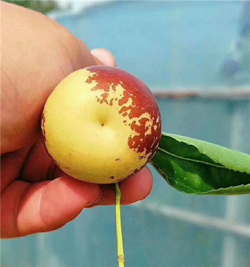 北京枣树苗种植