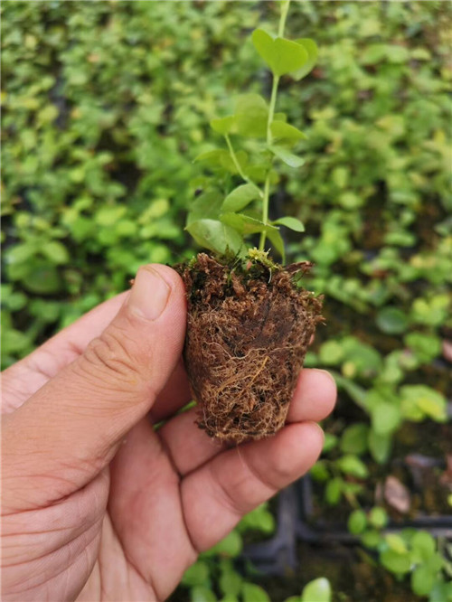 新疆葡萄苗批发