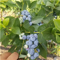 陕西蓝莓苗种植