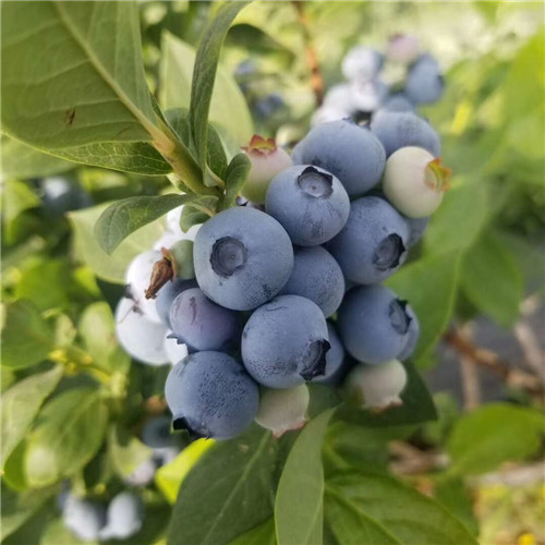 湖南蓝莓苗种植基地