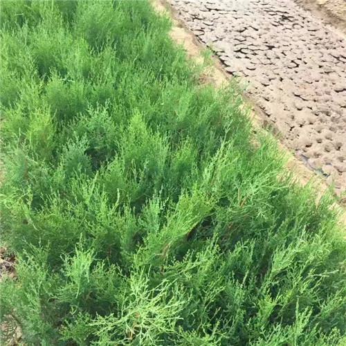 海南侧柏苗售价