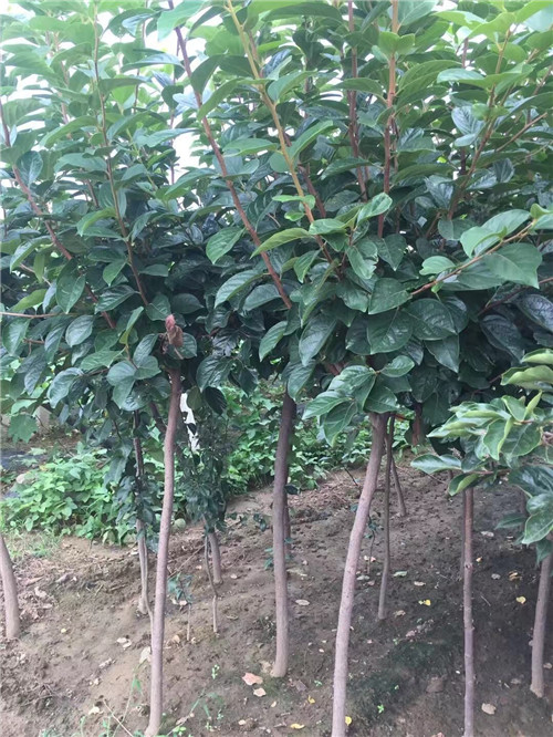 河南柿子苗供应