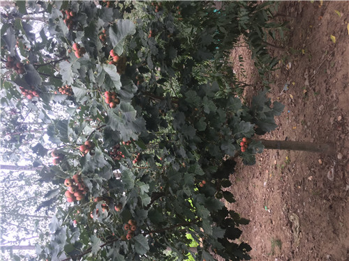 贵州山楂苗种植