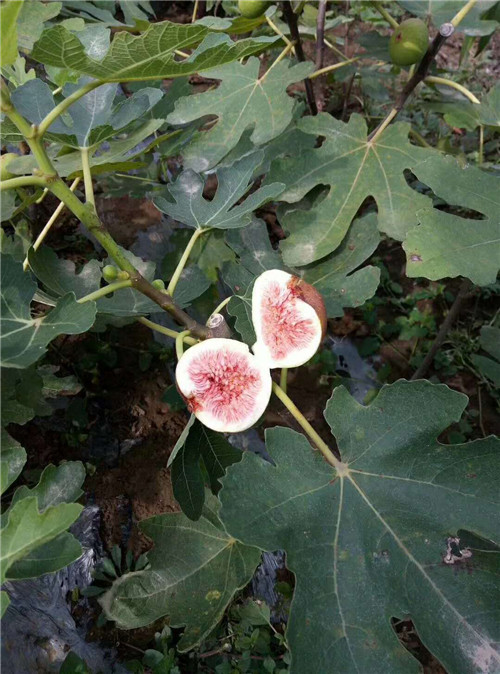 云南无花果苗售价