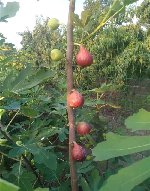 天津无花果苗供应