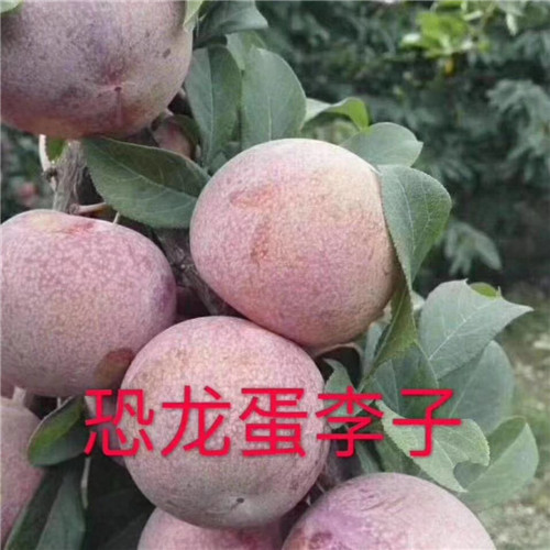 山东李子苗批发