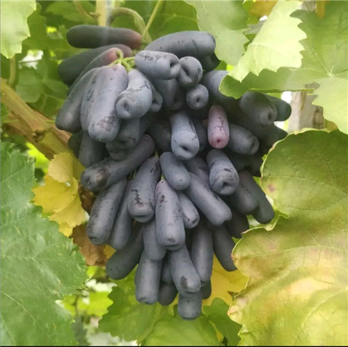 西藏葡萄苗售价