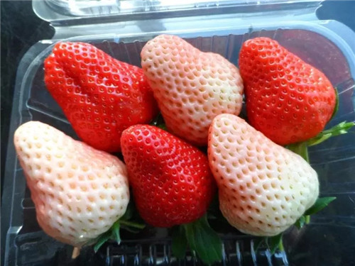 辽宁草莓苗供应