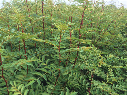 湖南花椒苗种植
