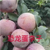 山东李子苗批发