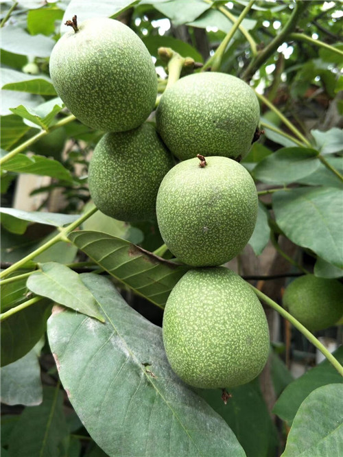 天津核桃苗种植