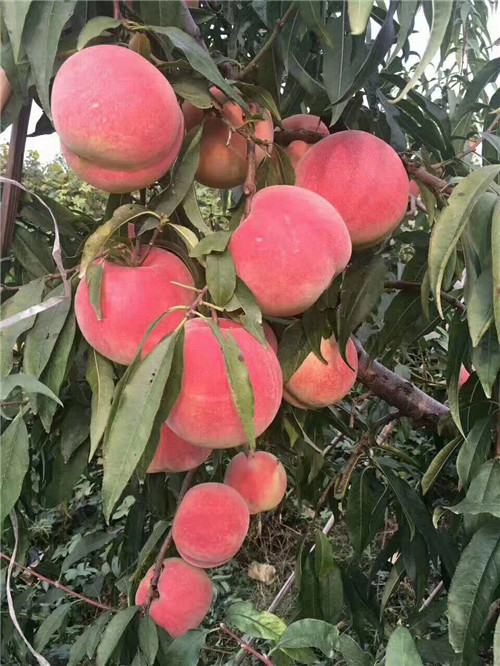云南桃树苗种植