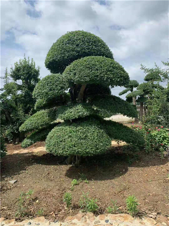 泰州造型桩景种植基地