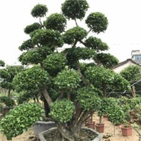 泰州造型桩景批发价格