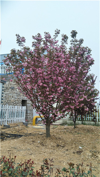 淮安樱花哪家便宜
