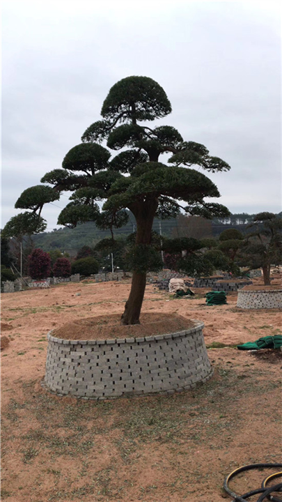 南通大树桩景种植基地