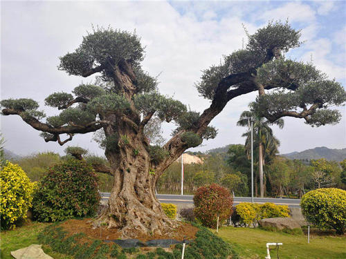 连云港西班牙橄榄树种植价格