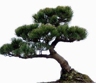 泰州造型桩景多少钱