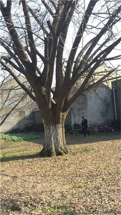 南通大树桩景供货商