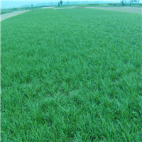 湖北襄阳麦冬草价格 