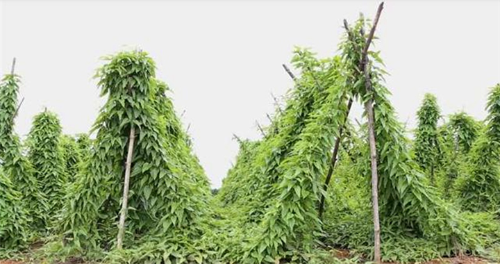 百部种苗基地：广西百部种苗 