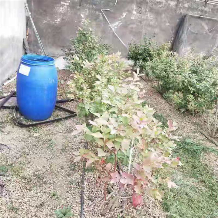 蔬菜基地 