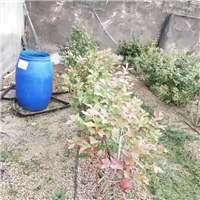 蔬菜基地