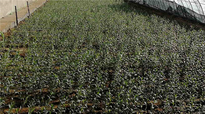 鲜花 