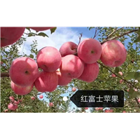北京果树批发 