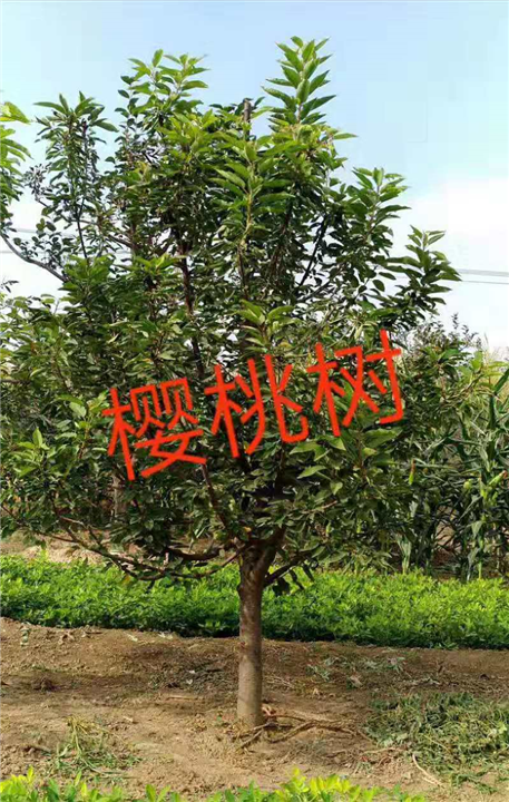 北京果树苗批发 